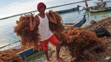 Industri Rumput Laut: Pengusaha Inginkan Road Map Khusus